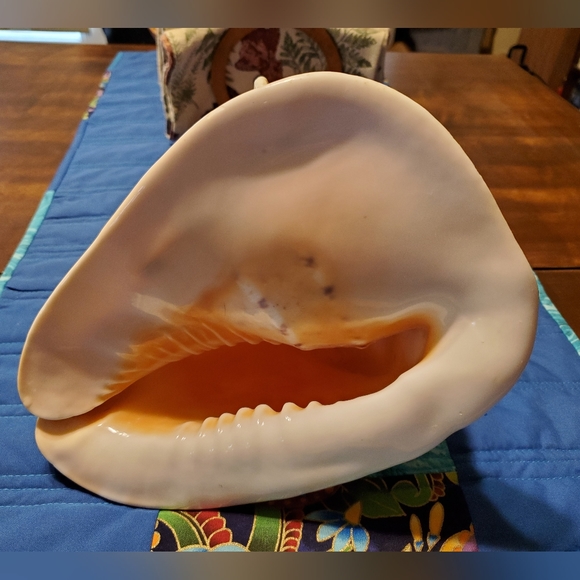 Large Beautiful Natural Conch Shell 9 Inches - Picture 1 of 9
